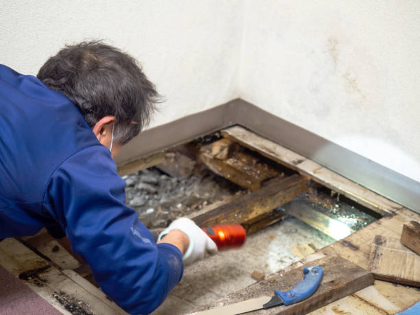 Best White Mold Remediation in San Benito, TX