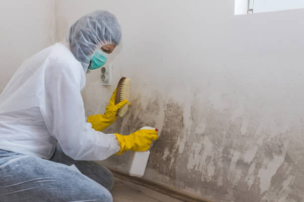 Best Crawl Space Mold Remediation in San Benito, TX