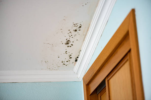 Best Attic Mold Remediation in San Benito, TX
