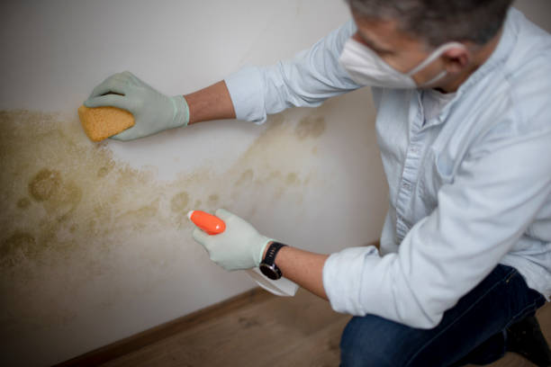 San Benito, TX Mold Remediation Company