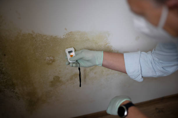 Best Health and Safety Mold Remediation in San Benito, TX