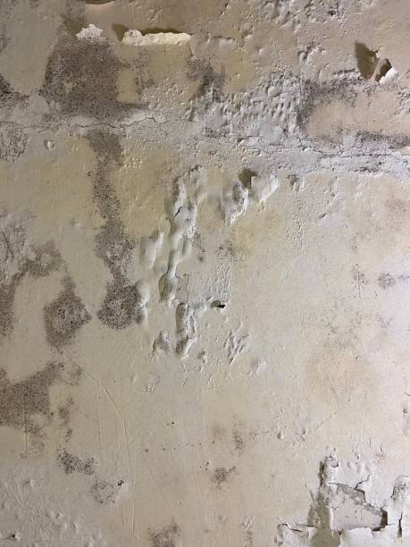 Best Crawl Space Mold Remediation in San Benito, TX