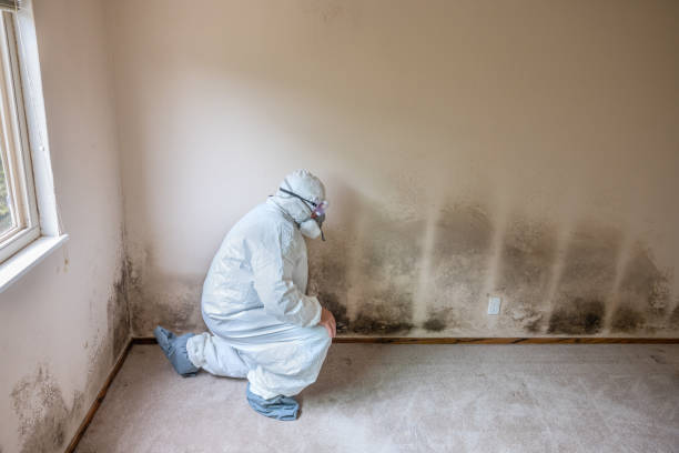 Best Commercial Mold Remediation in San Benito, TX