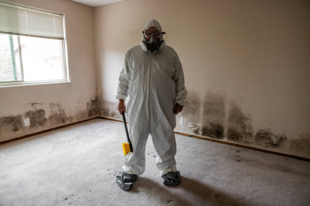 Best Mold Testing and Inspection Services in San Benito, TX